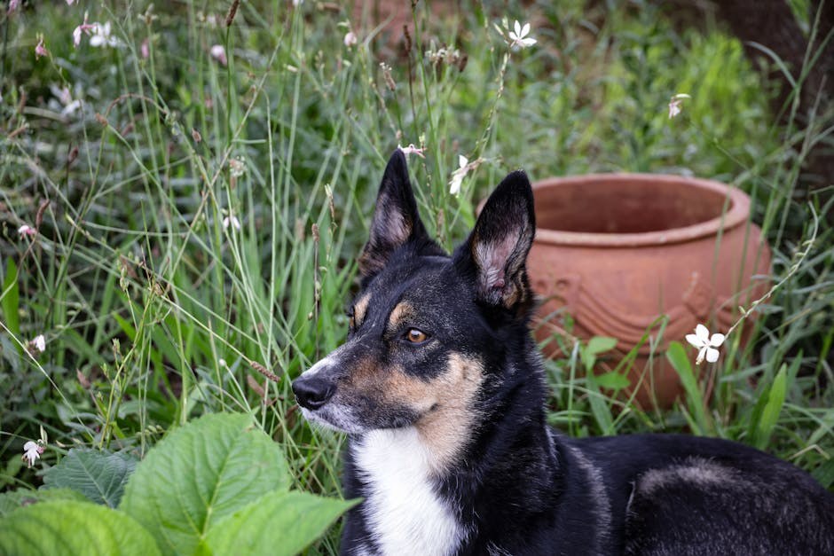 Meningoencefalomijelitis kod pasa: simptomi, uzroci i liječenje