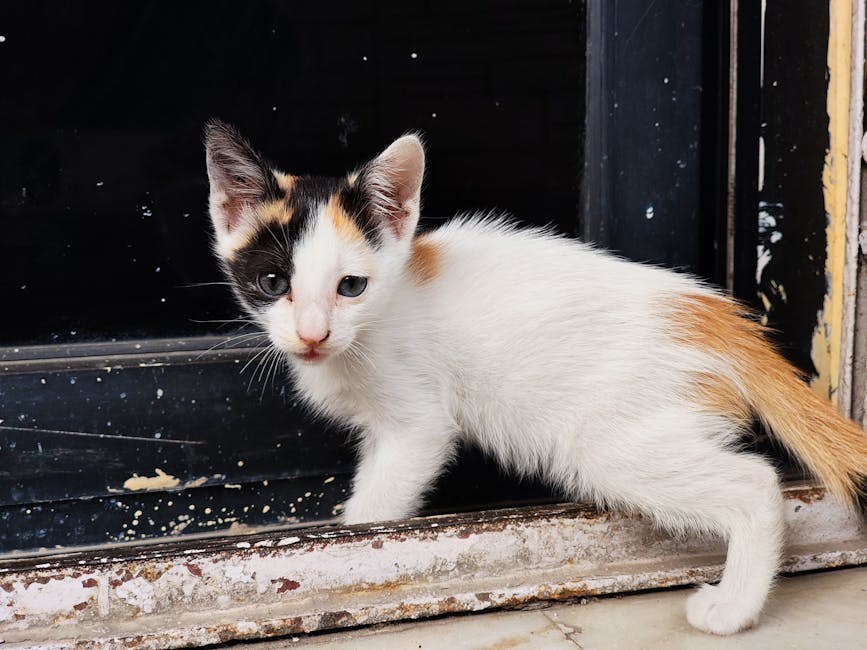 Arteriovenska fistula kod pasa: simptomi, uzroci i liječenje