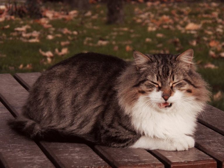 Arteriovenska fistula kod pasa: simptomi, uzroci i liječenje