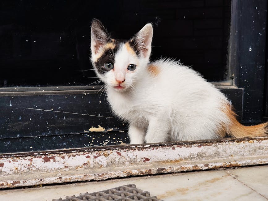 Arteriovenska fistula kod pasa: simptomi, uzroci i liječenje