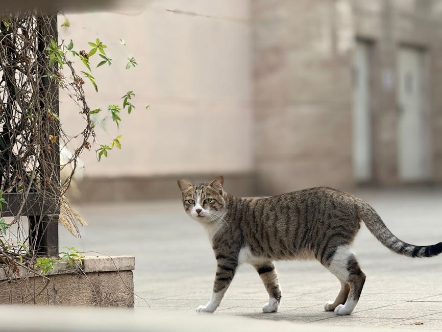 Arteriovenska fistula kod pasa: simptomi, uzroci i liječenje