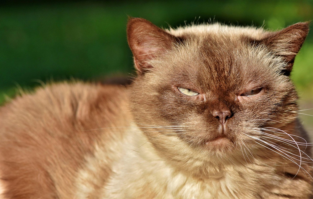 Amebna infekcija kod pasa: simptomi, uzroci i liječenje