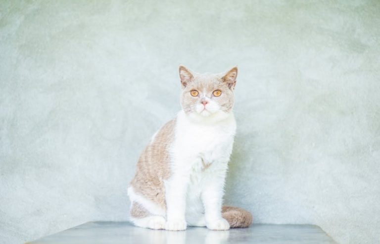 Amebna infekcija kod pasa: simptomi, uzroci i liječenje