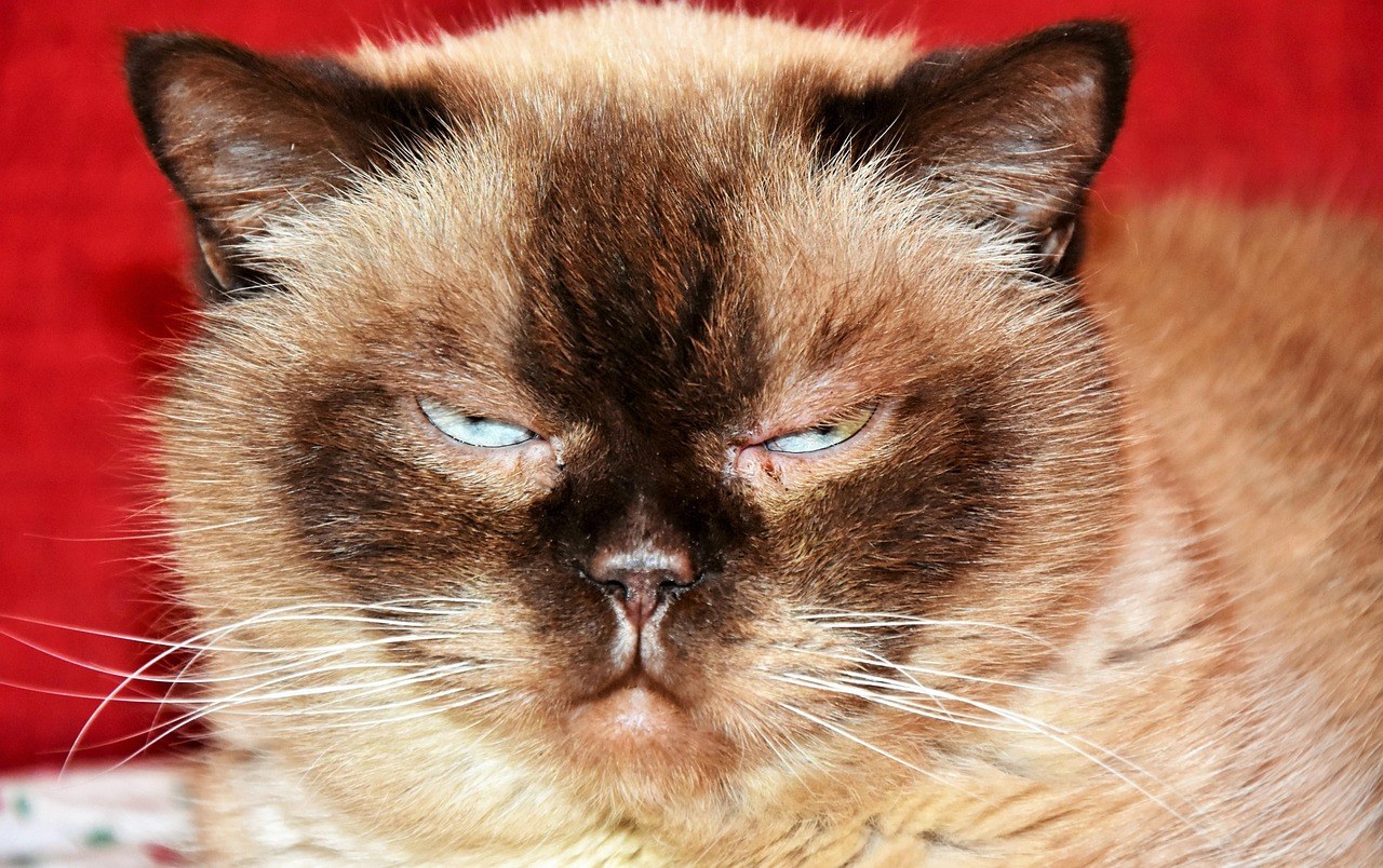 Amebna infekcija kod pasa: simptomi, uzroci i liječenje