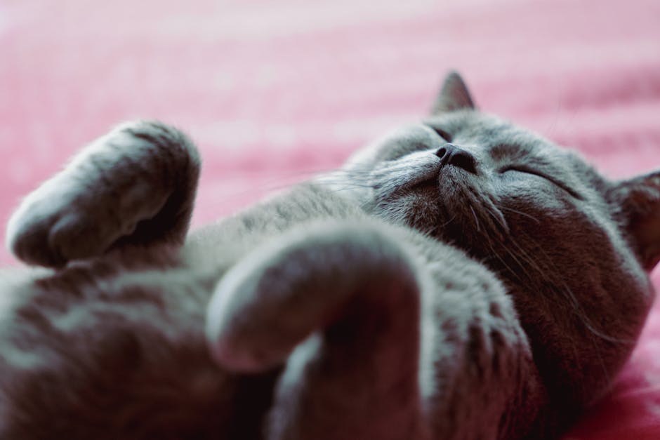 Amebna infekcija kod pasa: simptomi, uzroci i liječenje