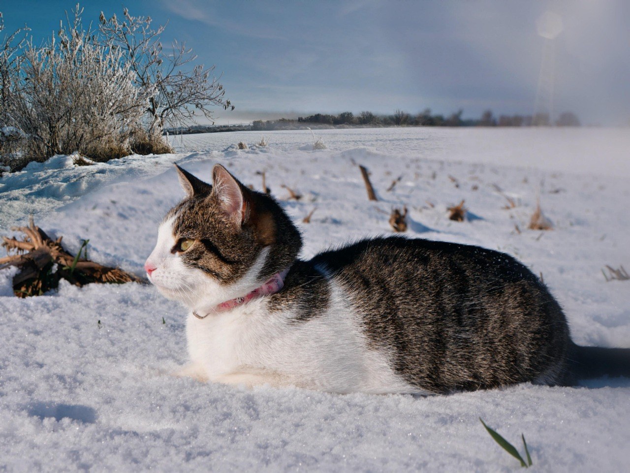 Holističke terapije i alternativna skrb za pse