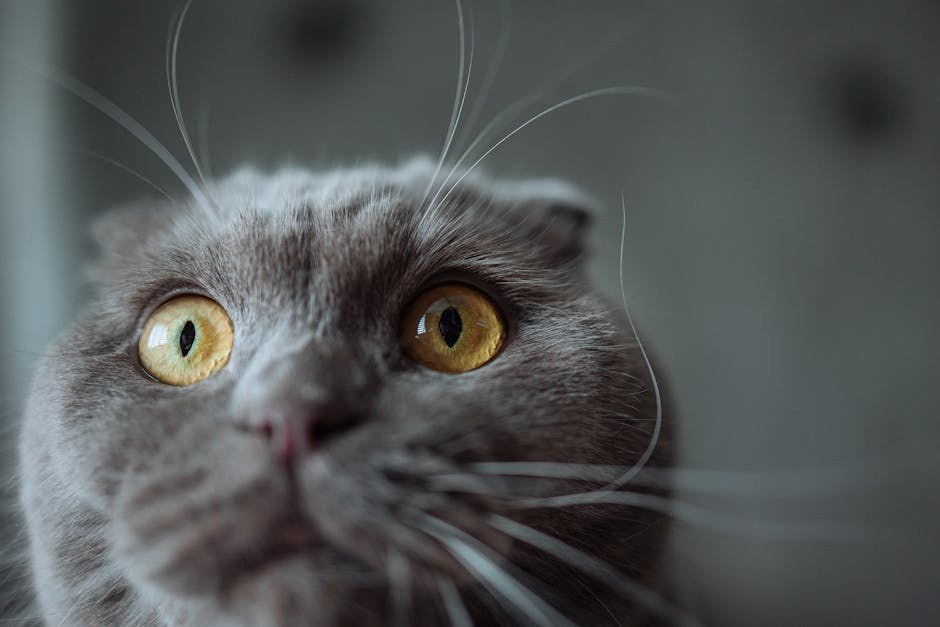 5 poremećaja hranjenja koji mogu pogoditi pse