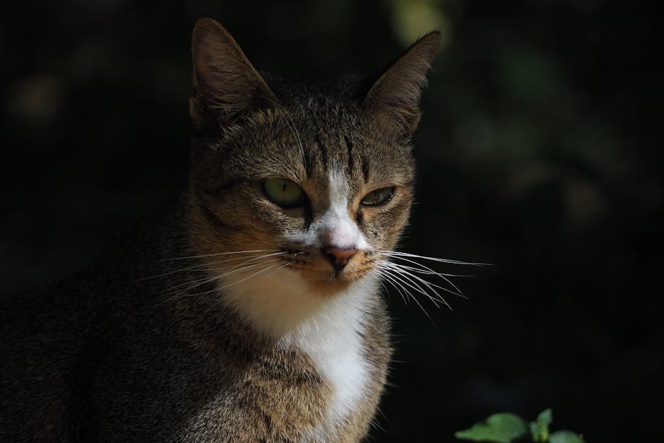 5 poremećaja hranjenja koji mogu pogoditi pse