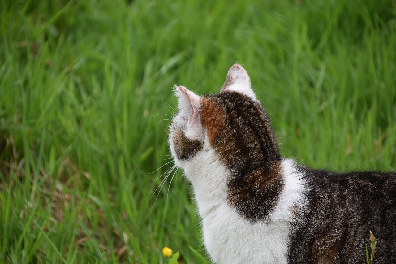 Recept Chefa Henryja Poma za domaće niskokalorične poslastice za pse [VIDEO]