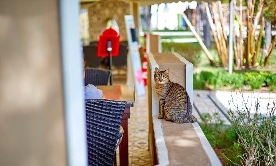 Smijem li psu dati paracetamol? Odgovor je ne - i evo zašto