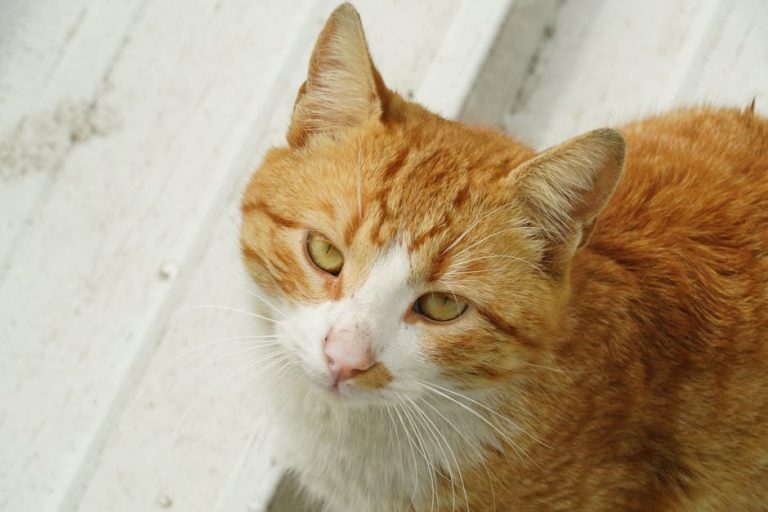 Neosporin za pse: primjena, doziranje i nuspojave