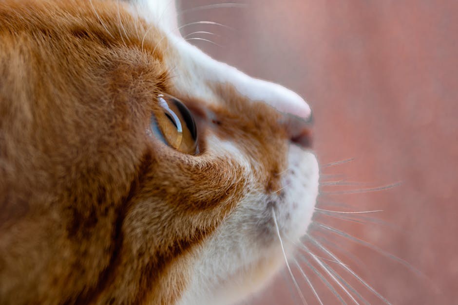 Neosporin za pse: primjena, doziranje i nuspojave