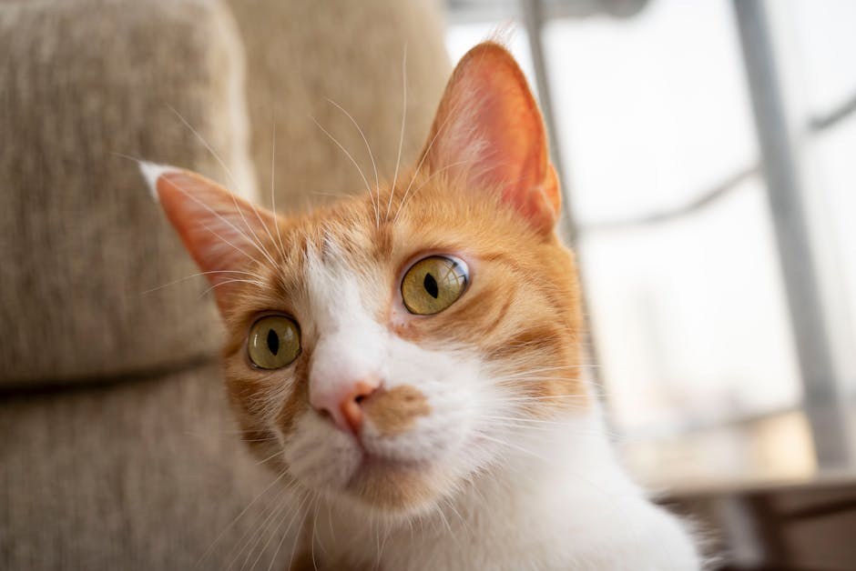 Neosporin za pse: primjena, doziranje i nuspojave