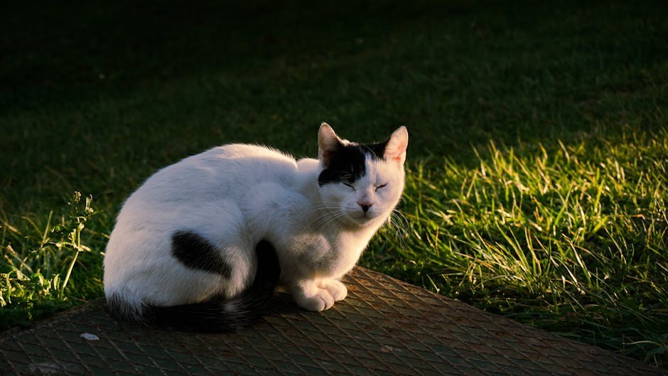 Neosporin za pse: primjena, doziranje i nuspojave
