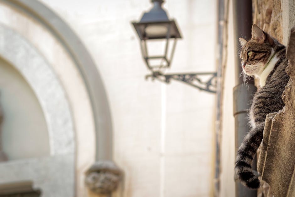 Pneumotoraks kod pasa: simptomi, uzroci i liječenje