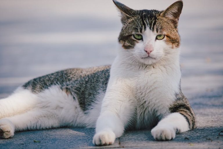 Neregenerativna anemija kod pasa: simptomi, uzroci i liječenje