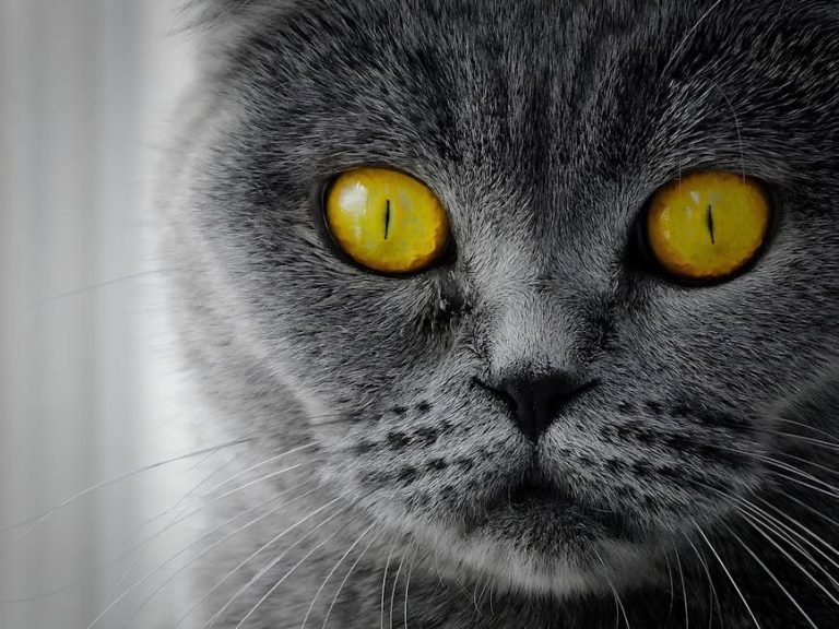 Kad pas bježi: razlozi i navike koje možete prekinuti