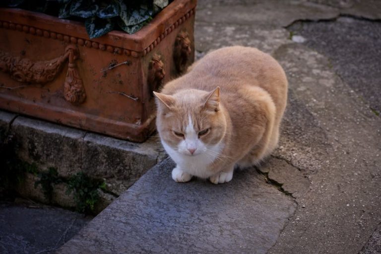 Trovanje arsenom kod pasa: simptomi, uzroci i liječenje