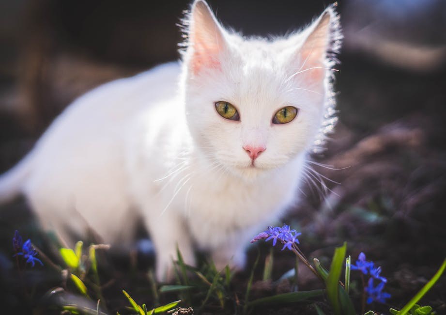 5 sigurnijih dodataka prehrani za pse: povrće, probiotics i omega-3