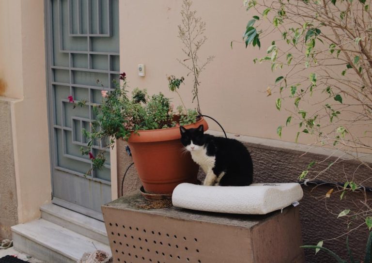 IMHA kod pasa: simptomi, uzroci i liječenje