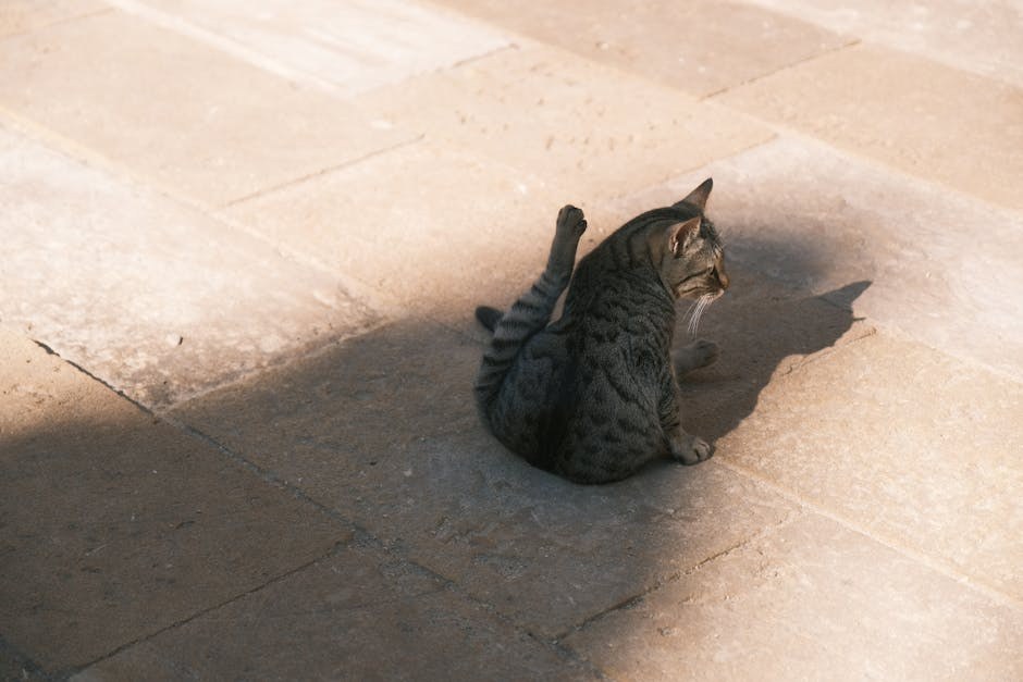 Paraproteinemija kod pasa: simptomi, uzroci i liječenje