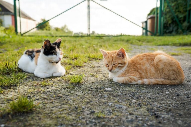 Paraproteinemija kod pasa: simptomi, uzroci i liječenje
