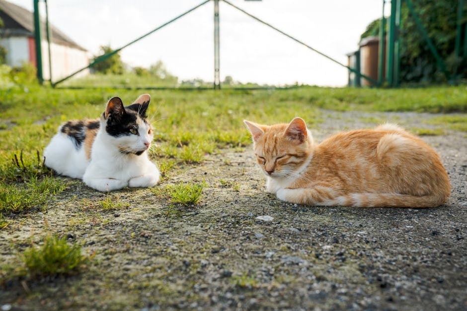 Paraproteinemija kod pasa: simptomi, uzroci i liječenje
