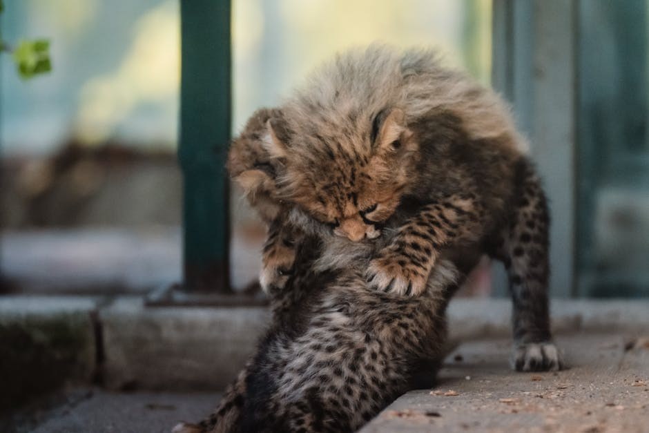 Paraproteinemija kod pasa: simptomi, uzroci i liječenje
