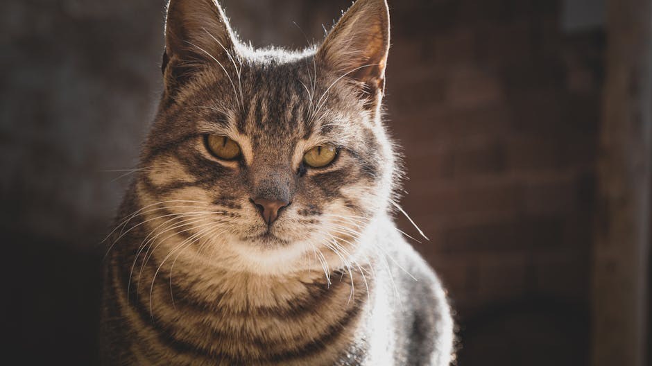 Paraproteinemija kod pasa: simptomi, uzroci i liječenje