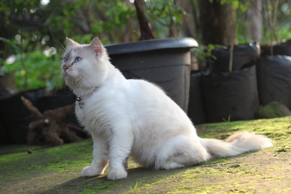 Oronazalna fistula kod pasa: simptomi, uzroci i liječenje