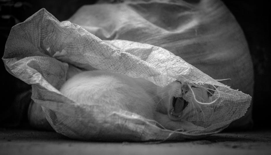 Oronazalna fistula kod pasa: simptomi, uzroci i liječenje