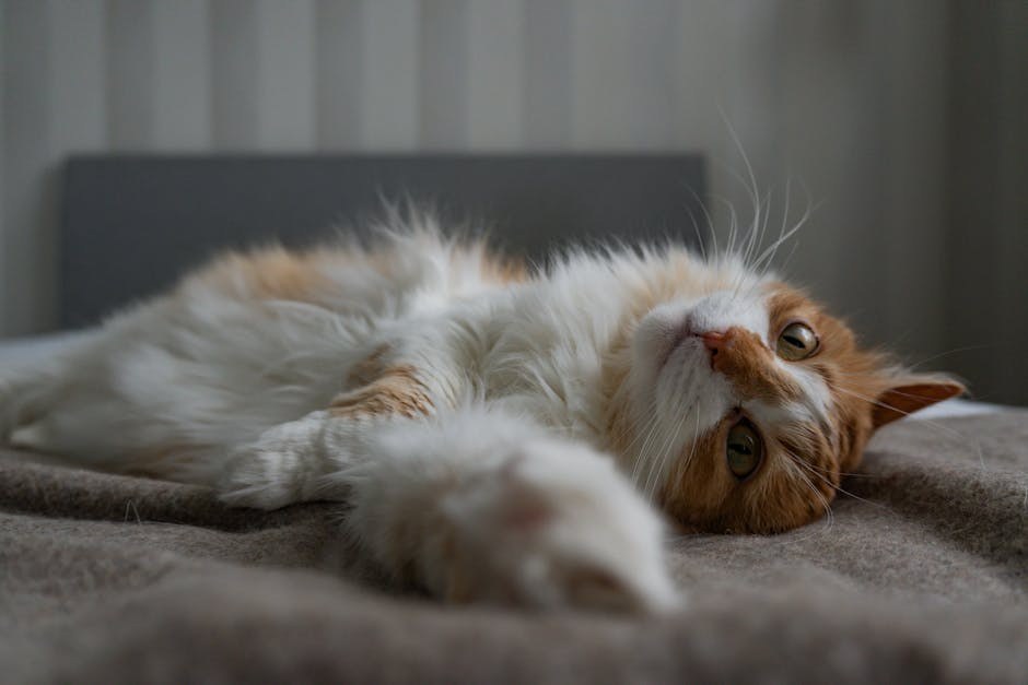 Oronazalna fistula kod pasa: simptomi, uzroci i liječenje