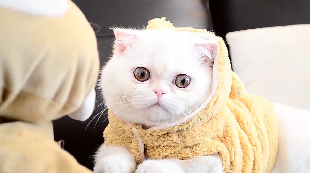 Upomoć, pas mi je pojeo makeup : što sada?