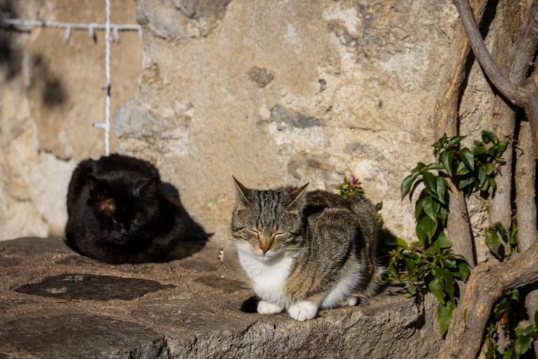 Antibiotska rezistencija kod pasa: infekcije L-form , znakovi, uzroci i liječenje