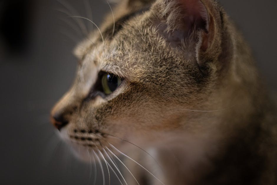 Smije li se psu dati Aleve ? Zašto je odgovor NE