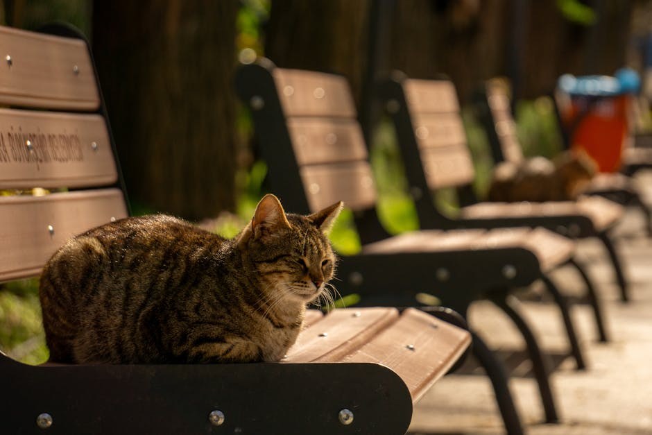 Smije li se psu dati Aleve ? Zašto je odgovor NE