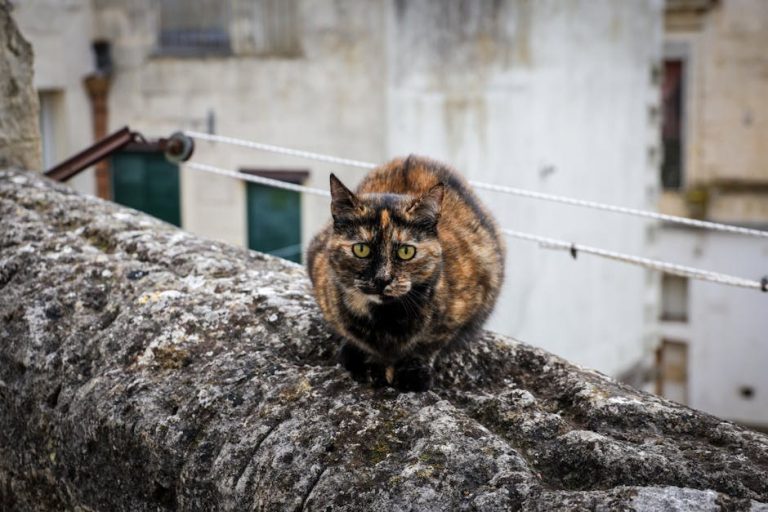 ARDS kod pasa: simptomi, uzroci i liječenje