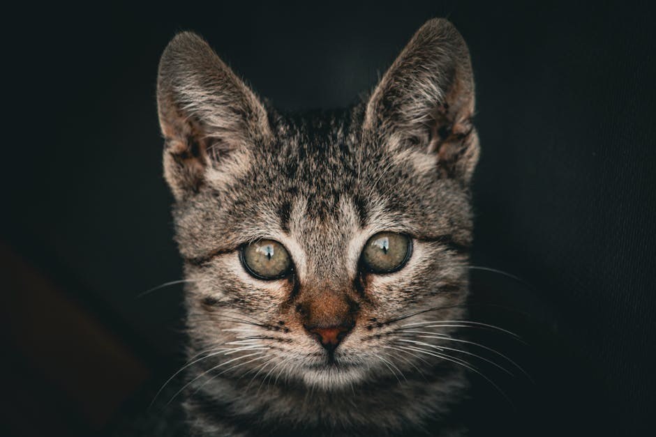 ARDS kod pasa: simptomi, uzroci i liječenje