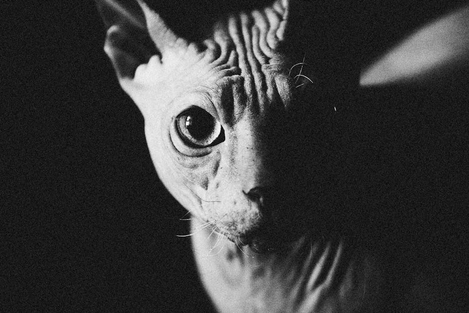 Dehidracija kod pasa: simptomi, uzroci i liječenje