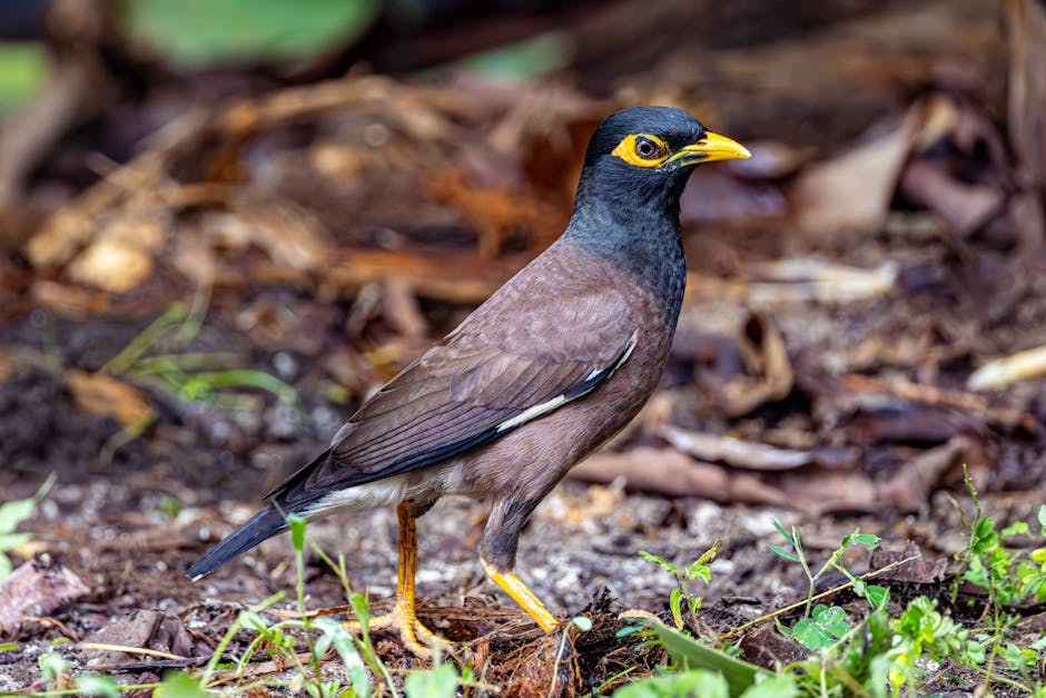 Plivački sindrom pasa: simptomi, uzroci i terapije