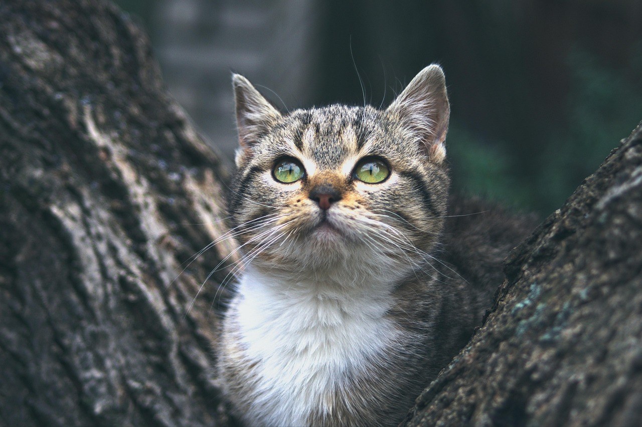 Rujan i Mjesec Responsible Dog Ownership : 6 navika za odgovorno vlasništvo psa