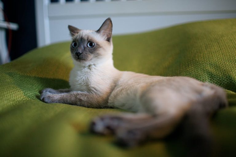 Poliartritis kod pasa: imunološki uzroci, simptomi i liječenje