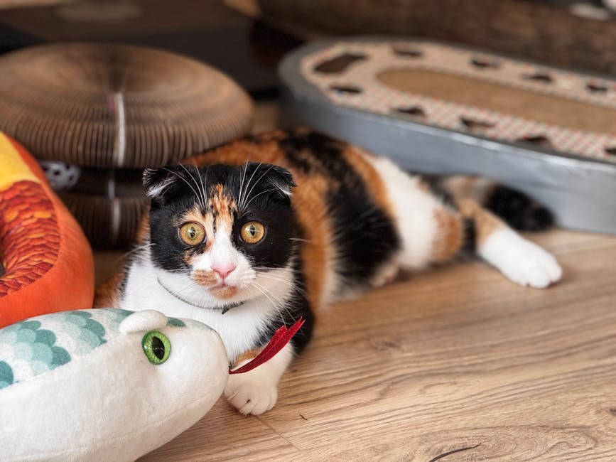 International Homeless Animals’ Day : postanite dio rješenja
