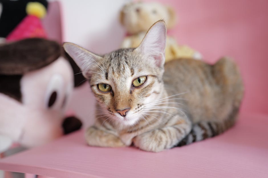 International Homeless Animals’ Day : postanite dio rješenja