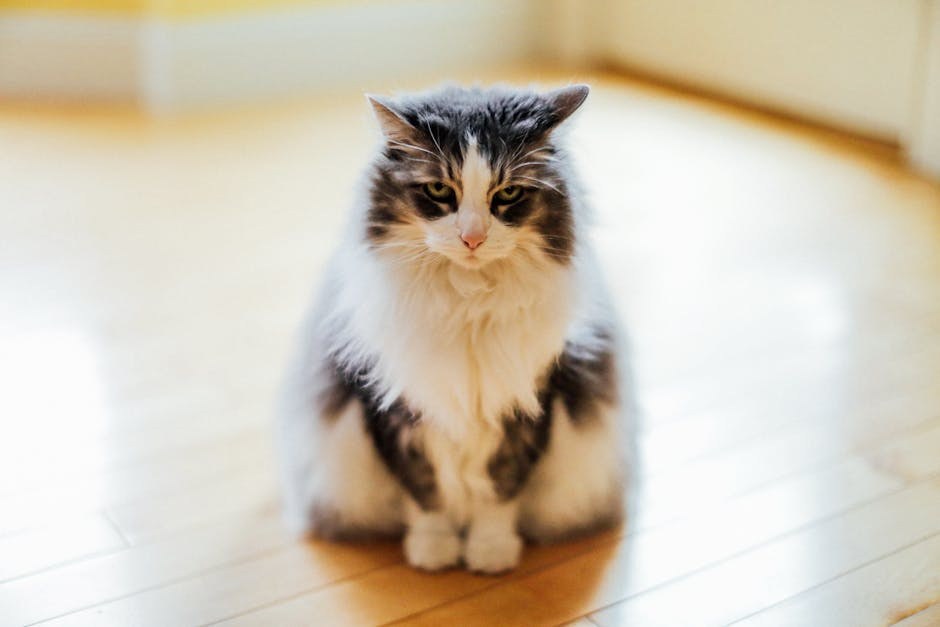 Zlatne duše, sijeda lica: 8 načina kako pomoći starijim psima koji gube sluh