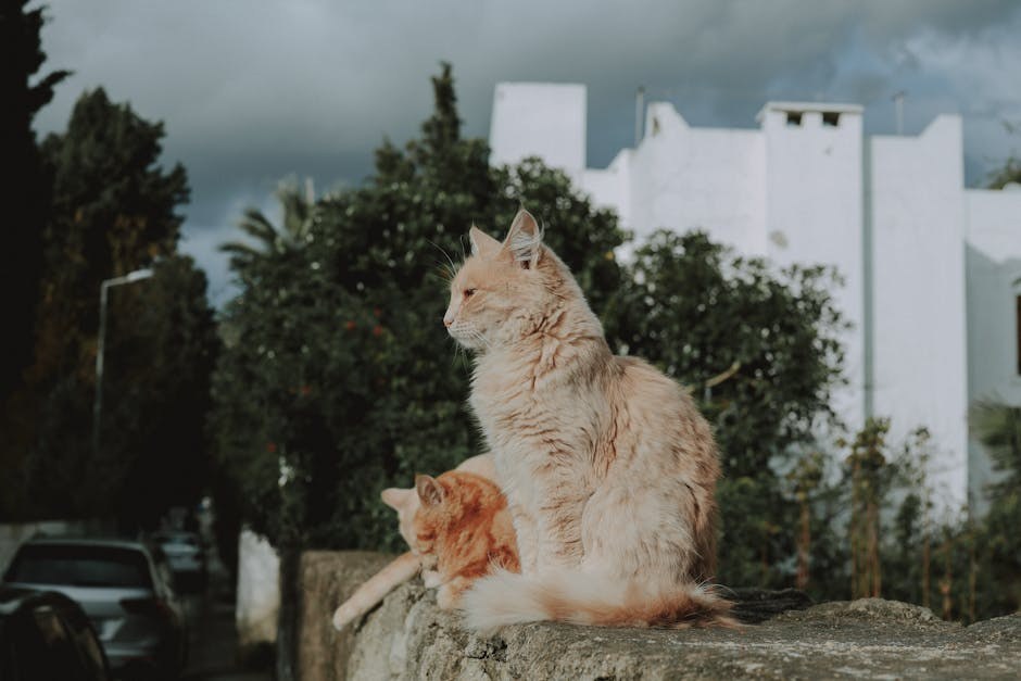 Zlatne duše, sijeda lica: 8 načina kako pomoći starijim psima koji gube sluh