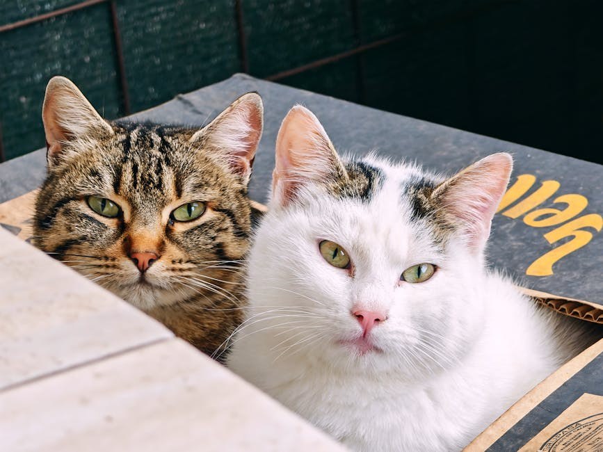 Trovanje amfetaminima kod pasa: simptomi, uzroci i liječenje