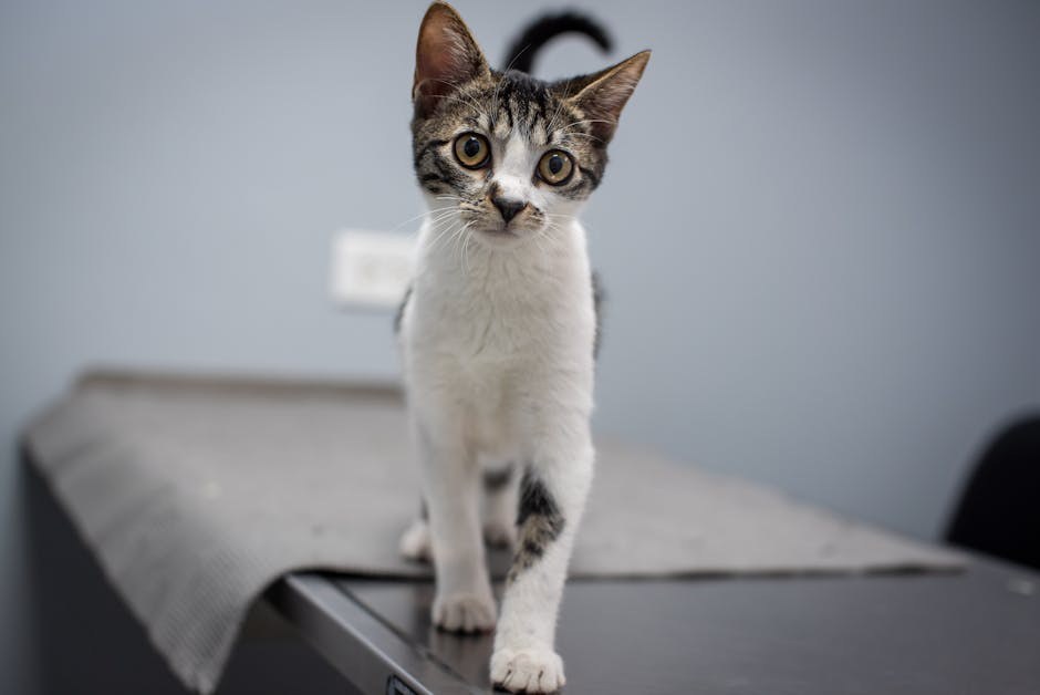 10 savjeta za sprječavanje ugriza buha kod pasa