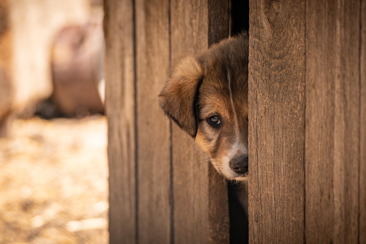 10 savjeta za sprječavanje ugriza buha kod pasa