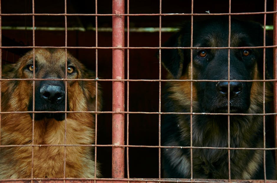 10 savjeta za sprječavanje ugriza buha kod pasa